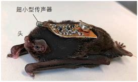 蝙蝠：分辨超声波的强者|超声波|蝙蝠|飞行_新浪新闻