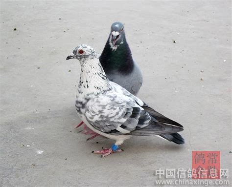 失踪一个多月的信鸽回家了 腿上竟绑着一封信凤凰网陕西_凤凰网