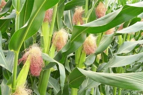 2022年最好的玉米种子排行榜（什么玉米品种好产量高）-植物说