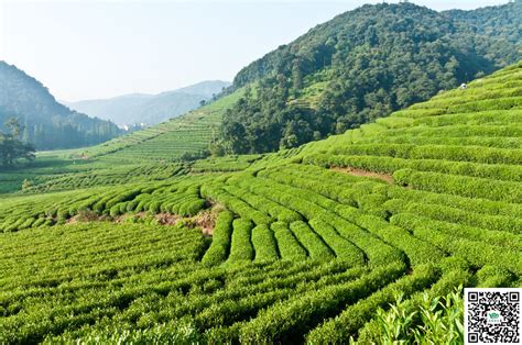 建成全国最大黄茶生产基地！广元旺苍黄茶茶园面积今年底将达4.1万亩_四川在线