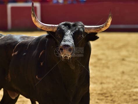 西班牙领域的公牛高清图片下载-正版图片505877299-摄图网