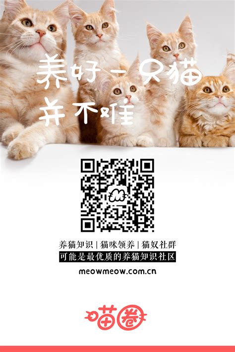 养猫知识交流社区“喵圈”网站日常海报设计|平面|海报|带风007 - 原创作品 - 站酷 (ZCOOL)