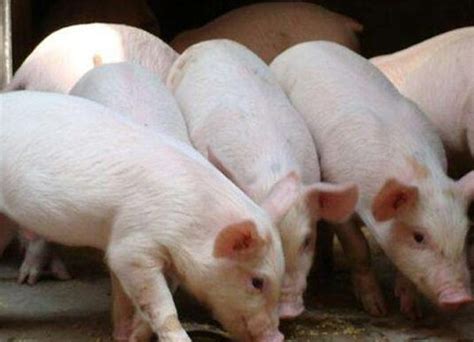 影响母猪发情排卵的因素有哪些_母猪发情不排卵怎样处理|畜牧专家网