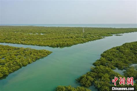 广西北仑河口国家级自然保护区之红树林印象 _www.isenlin.cn