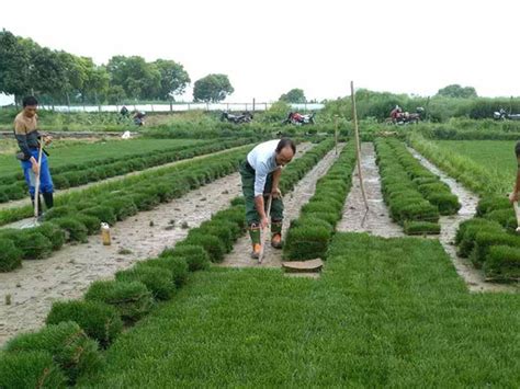 绿化草种子每亩多少斤-绿宝园林网
