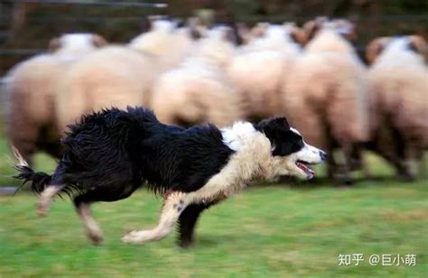 挪威牧羊犬该怎么喂养-挪威牧羊犬需要训练什么-养挪威牧羊犬注意事项