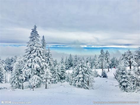 冬天的雪松png图片免费下载-素材7izkWjWgj-新图网