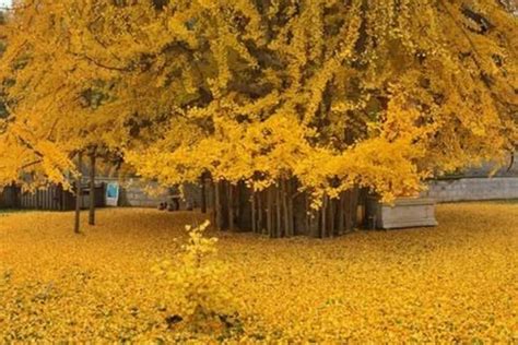 中国第一银杏树-园林杂谈-长景园林网