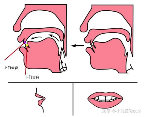 你们平时舌头是怎么放在嘴里的？ - 知乎