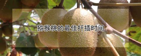 猕猴桃的种植条件，看看你所处的地区和环境可以种猕猴桃吗？-产地新闻-中国猕猴桃网