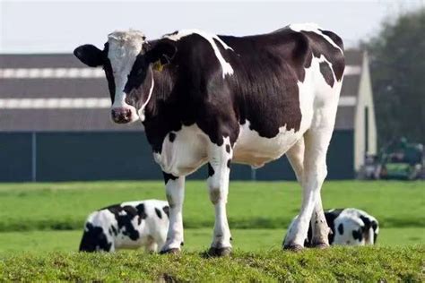这头小牛有5条腿！1条背在后背上_奇天下-梨视频官网-Pear Video