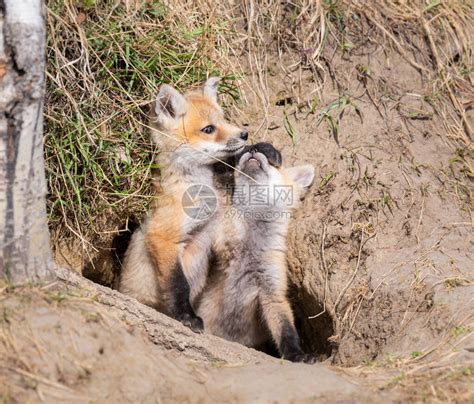野外的红狐狸高清图片下载-正版图片504203813-摄图网