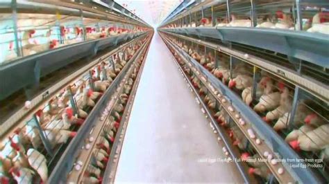 自动化养鸡场全是机械化，养2万只鸡只需一人掌控