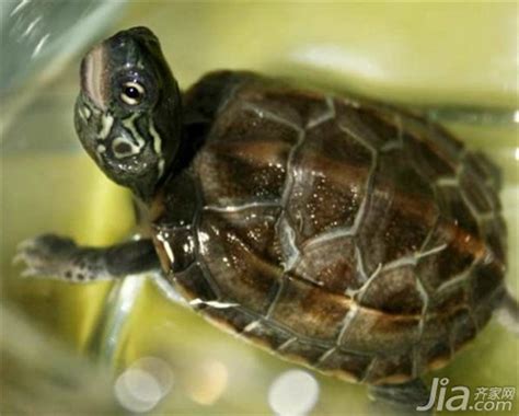 加顿龟粮奉上白化变异龟新奇图鉴大赏，爱龟人士看过来 | 中国周刊