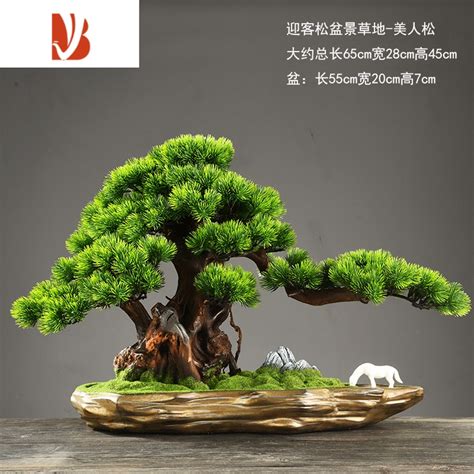 盆景迎客松图片