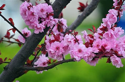 梅花是几月份开花，梅花的开花颜色有哪些-绿宝园林网