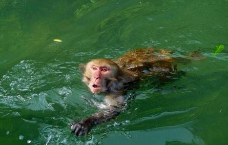 落水鬼水猴子水下怪物：惊悚落水鬼（实则是树懒）_知秀网