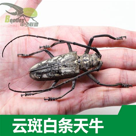 科学网—如何制作非展翅昆虫标本 - 刘晔的博文