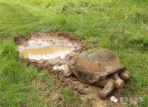 200只非洲巨龟进驻广州 属世界上第三大陆龟_新闻中心_中国网