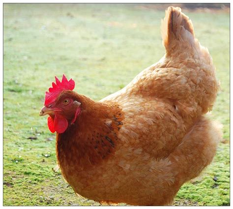 肉鸡和土鸡有什么差别，体型和肉质口感区别较大 - 农敢网