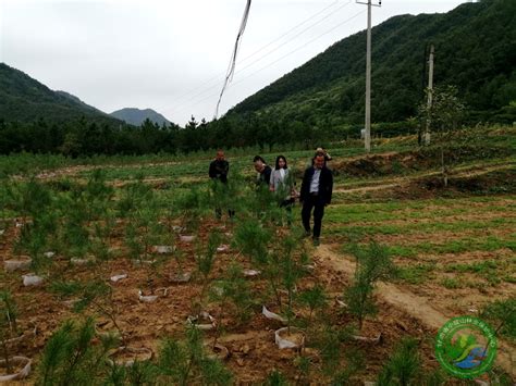 榆林佛甲草黄金佛甲草专业种植地__金农网