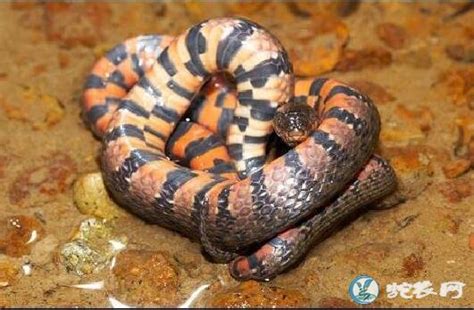 它是世界上唯一有脚的蛇，其生长在肛门两侧，网友：长见识了！