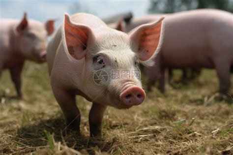 养殖场里的猪高清图片下载-正版图片600371115-摄图网