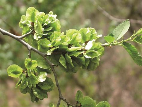 8月可以播种榆树吗 播种方法 几天可以发芽-养花技巧-江苏长景园林
