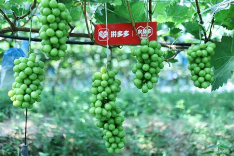 如何实现葡萄园的可持续种植管理:葡萄酒资讯网（www.winesinfo.com）