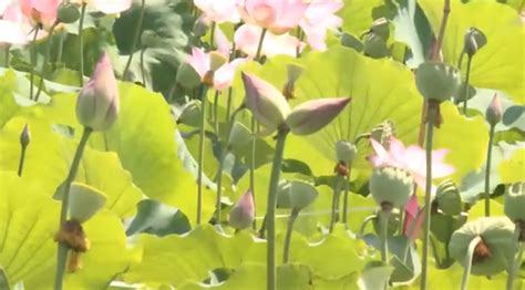 独特花型！快到南京玄武湖看看这株特殊的并蒂莲
