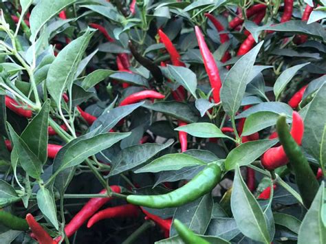 川椒种业：辣椒种植较传统经济作物更能让农民增收 - 川椒种业