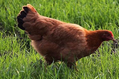 世界上稀有的6个鸡品种