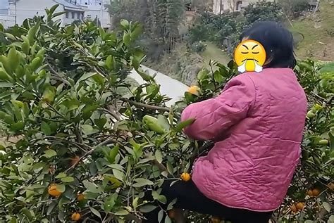 武汉：老太太私自上树帮别人摘橘子，摔伤之后，索赔20万__财经头条