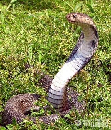 世界上最废的蛇，生气了也不咬人，只会拿嘴巴戳你