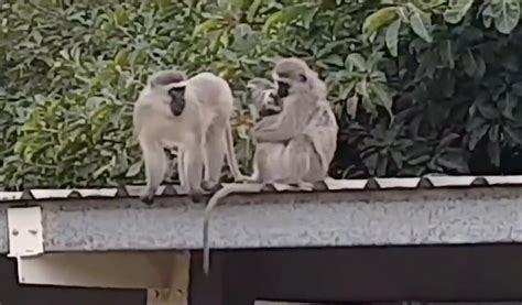 印度现“猴子杀人”事件：一男子走路时遭猴子丢砖头袭击，送医后不治身亡