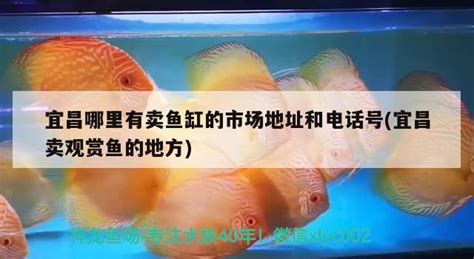 贵阳卖鱼缸的地方在哪（贵阳卖鱼缸的地方在哪里） - 其他品牌鱼缸 - 广州观赏鱼批发市场