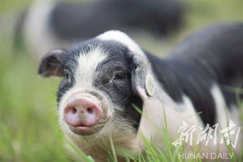 动物福利标准：要给猪配玩具供其玩耍