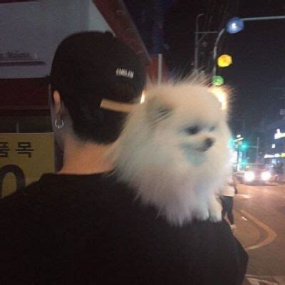 一人一狗同框图片