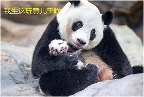 饲养员不怕熊猫咬到吗,熊猫基地谭爷爷,大熊猫为什么这么粘人_大山谷图库