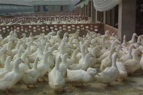 养鸭的技术和注意事项，鸭子养殖技术鸭子养殖方法