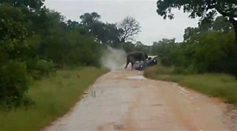 南非克鲁格国家公园一只大象突然发疯攻击汽车 - 神秘的地球 科学|自然|地理|探索