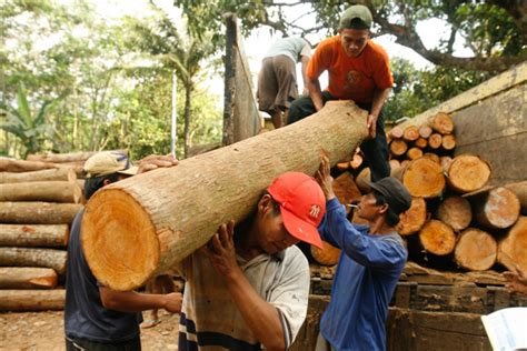 绿会与国际组织探讨木材贸易与全球生态环境保护-中国木业网