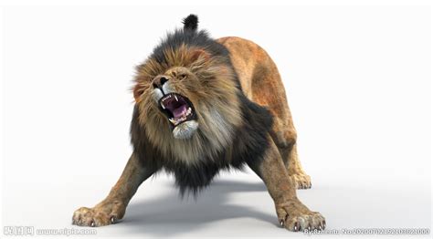 狮子 mac 5k高清官方壁纸_4K动物图片_墨鱼部落格