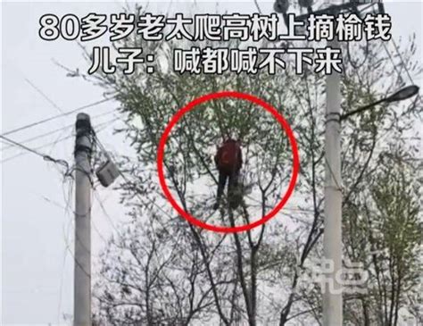 86岁奶奶猴式爬树摘杨梅，儿子：吓唬她再爬就砍树，还是劝不住_新浪新闻