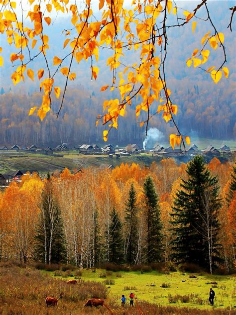 惊艳了秋天 大兴安岭层林尽染美景如画-图片频道