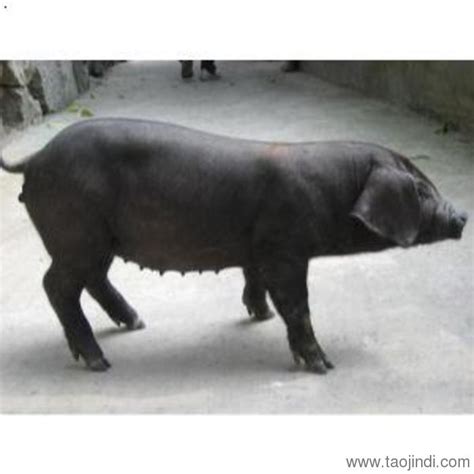 聊城市外三元猪行情预测_哪里卖藏香猪_江苏苏太猪育种中心