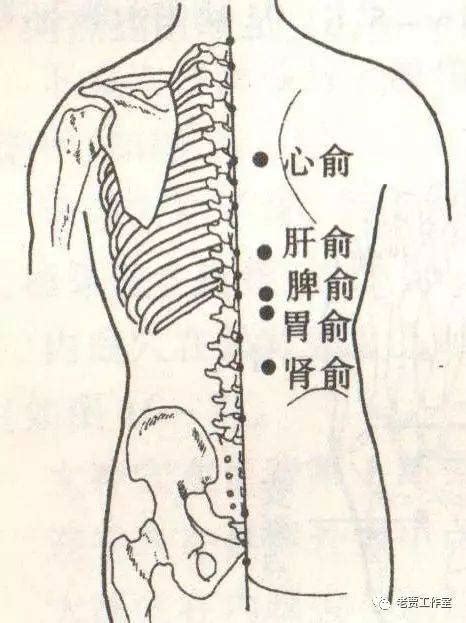 脾俞的准确位置图图片 脾俞的准确位置图图片