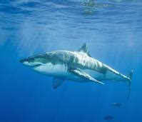 鲨鱼的常见种类有哪些，它的尾巴有哪些用处 - 农敢网