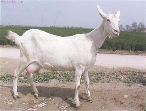 基因编辑奶山羊让羊奶营养价值更丰富-重庆大学科学技术发展研究院
