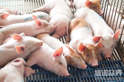 从财务角度看猪场成本控制如何做到最优，十分值得学习_养猪经验_中国保健养猪网